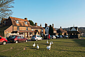 England,Gänse wandern um Sedlescombe Village Green,East Sussex