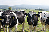 Germany,Cows grazing on meadow,Niederkaufungen