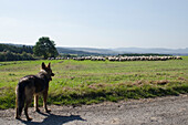 Germany,German shepherd dog watching flock of sheep,Kaufungen