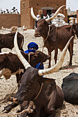 Tuareg And Cattle Herd,Agadez,Niger