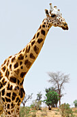 Porträt einer Giraffe, Koure Park, Niger