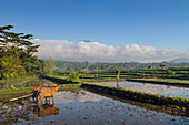 Workers On Rice Fields,Abang,Bali,Indonesia