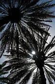 Silhouette von Dattelpalmen in einer Oase, Al Ain, Abu Dhabi, Vereinigte Arabische Emirate