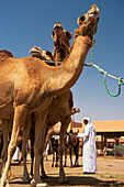 Camels For Sale In Camel Market,Al Ain,Abu Dhabi,United Arab Emirates