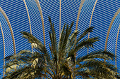 Palm Tree And Cloud In Umbracle In Ciudad De Las Artes Y Las Ciencias (City Of Arts And Sciences),Valencia,Spain.