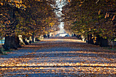 Herbstblätter auf dem Weg im Greenwich Park, Greenwich, London, England, Großbritannien