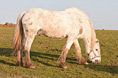 Pferd grasend im Feld,Pembrokeshire Coastal Path,Wales,Vereinigtes Königreich
