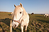 Horses Grazing In Field,Pembrokeshire Coastal Path,Wales,United Kingdom