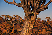 Köcherbäume auf Felsen,Namibia
