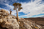 Lebendiger Köcherbaum unter toten Artgenossen,Namibia