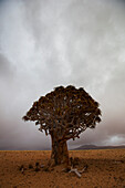 Einsamer Köcherbaum in bewölkter Wüste,Namibia