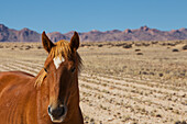 Wild Horse In Desert Portrait Style,Garub,Namibia