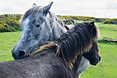 Pferde auf einem üppigen grünen Feld,Devon,England