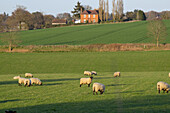 Eine Schafherde weidet auf einem üppigen Feld in der Nähe von Cranleigh, Surrey, England
