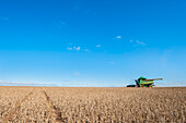 Crop Gathering In Santa Barbara Do Sul,Rio Grande Do Sul,Brazil