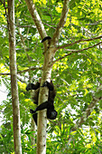 Ein Brüllaffe in einem Baum im Dschungel, Nicoya-Halbinsel, Costa Rica