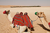 Kamele im leeren Viertel in der Liwa-Oase, Liwa-Oase, Abu Dhabi, Vereinigte Arabische Emirate