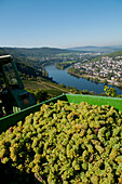 Grapes Being Harvested With A View Of Mosel Valley,Bernkastel-Kues,Rhineland-Palatinate,Germany
