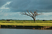 Wenige Bäume ragen in der flachen Reisanbaulandschaft des Ayeyarwady-Flusses, Delta, Myanmar, empor