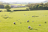 Schafe grasen auf einem Feld,Kingston Deverill,West Wiltshire,England