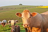 Kühe auf einem Feld in der Nähe von Wingreen Hill, Dorset, England