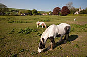 Ponies In The Typical English Countryside Of Rolling Hills,Kingston Deverill,Wiltshire,England