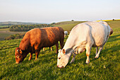 Kühe und ein Stier auf einem Feld in der typisch englischen Hügellandschaft in der Nähe von Wingreen Hill, dem höchsten Punkt in Dorset, England