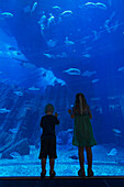 Boy And Girl Looking Into The Massive Aquarium In The Dubai Mall,Dubai,United Arab Emirates