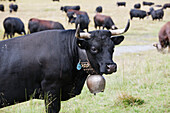 Herren Breed Fighting Cows Grazing At High Pastures At Siviez,Valais,Switzerland