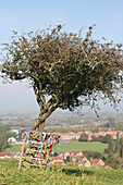 Der Dornenbaum auf dem Wearyall Hill oberhalb der Stadt Glastonbury, Somerset, England