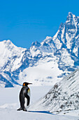 Portrait of a King penguin (Aptenodytes patagonicus) standing on a bright snowy landscape on South Georgia Island,South Georgia Island,Antarctica