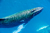 Nahaufnahme eines Buckelwals (Megaptera novaeangliae) im blauen Wasser des Südlichen Ozeans,Südlicher Ozean