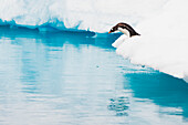 Eselspinguin (Pygoscelis papua) blickt von einem Schelfeis auf das blaue Meerwasser,Antarktis