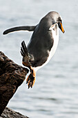 Gentoo penguin (Pygoscelis papua) leaps from a rock ledge into the water,Falkland Islands