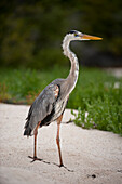 Great blue heron (Ardea herodias) in Galapagos National Park,Galapagos Islands,Ecuador