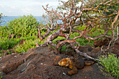Galapagos land iguana (Conolophus subcristatus) on North Seymour Island in Galapagos Islands National Park,Galapagos Islands,Ecuador