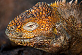 Close up of a Galapagos land iguana (Conolophus subcristatus) in Galapagos Islands National Park,North Seymour Island,Galapagos Islands,Ecuador