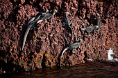 Meeresleguane (Amblyrhynchus cristatus) klettern auf vulkanischem Gestein im Galapagos-Inseln-Nationalpark, Insel Rabida, Galapagos-Inseln, Ecuador