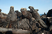 Seltene Meeresleguane (Amblyrhynchus cristatus) wärmen sich auf Lavafelsen auf den Galapagos-Inseln, Galapagos-Inseln-Nationalpark, Fernandina-Insel, Galapagos-Inseln, Ecuador
