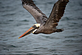 Brauner Pelikan (Pelecanus occidentalis) taucht nach Fischen in der Nähe der Insel Santiago im Galapagos-Nationalpark, Galapagos-Inseln, Ecuador