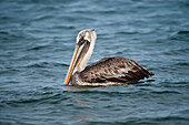 Brauner Pelikan (Pelecanus occidentalis) schwimmt im Wasser nahe der Insel Santiago im Nationalpark der Galapagos-Inseln,Galapagos-Inseln,Ecuador