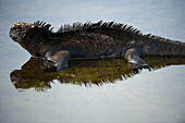 Meeresleguan (Amblyrhynchus cristatus) und sein Spiegelbild auf dem Wasser im Nationalpark der Galapagos-Inseln, Insel Santiago, Galapagos-Inseln, Ecuador