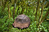 Rare Galapagos tortoise (Chelonoidis nigra) on Santa Cruz Island in Galapagos Islands National Park,Santa Cruz Island,Galapagos Islands,Ecuador