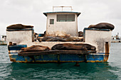 Galapagos sea lions (Zalophus wollebaeki) sleep on a fishing boat near San Cristobal Island in Galapagos Islands National Park,Galapagos Islands,Ecuador