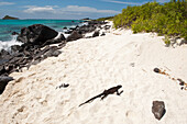 Espanola-Meeresleguan (Amblyrhynchus cristatus venustissimus) krabbelt im weißen Sand an einem von Felsen gesäumten Strand im Nationalpark der Galapas-Inseln, Insel Espanola, Galapagos-Inseln, Ecuador
