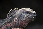 Espanola-Meeresleguan (Amblyrhynchus cristatus venustissimus) im Galapagos-Inseln-Nationalpark,Espanola-Insel,Galapagos-Inseln,Ecuador