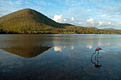 Amerikanischer Flamingo (Phoenicopterus ruber) frisst im Wasser, in dem sich Himmel und Land spiegeln, im Galapagos-Inseln-Nationalpark, Floreana-Insel, Galapagos-Inseln, Ecuador