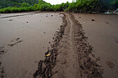 Sea turtle tracks on Floreana Island in Galapagos National Park,Floreana Island,Galapagos Islands,Ecuador