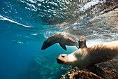 Endangered Galapagos sea lions (Zalophus wollebaeki) swim underwater in the Pacific ocean,near Floreana Island in Galapagos Islands National Park,Floreana Island,Galapagos Islands,Ecuador