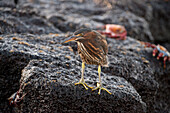 Striated heron (Butorides striata) perched on a rock on Floreana Island in Galapagos Islands National Park,Floreana Island,Galapagos Islands,Ecuador